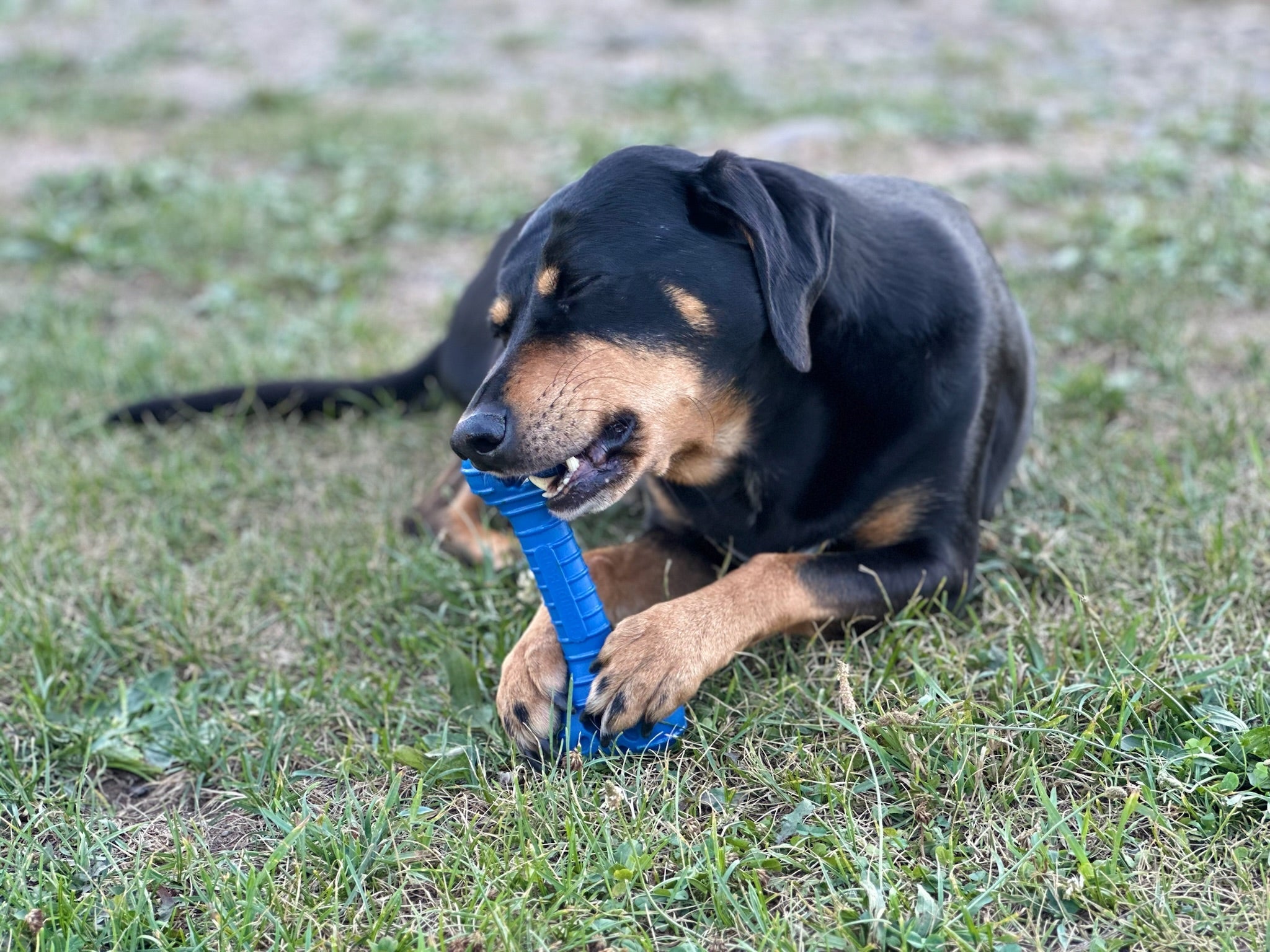 The Chompi Bone - The Perfect Bungee & ShockStrap Tie Downs