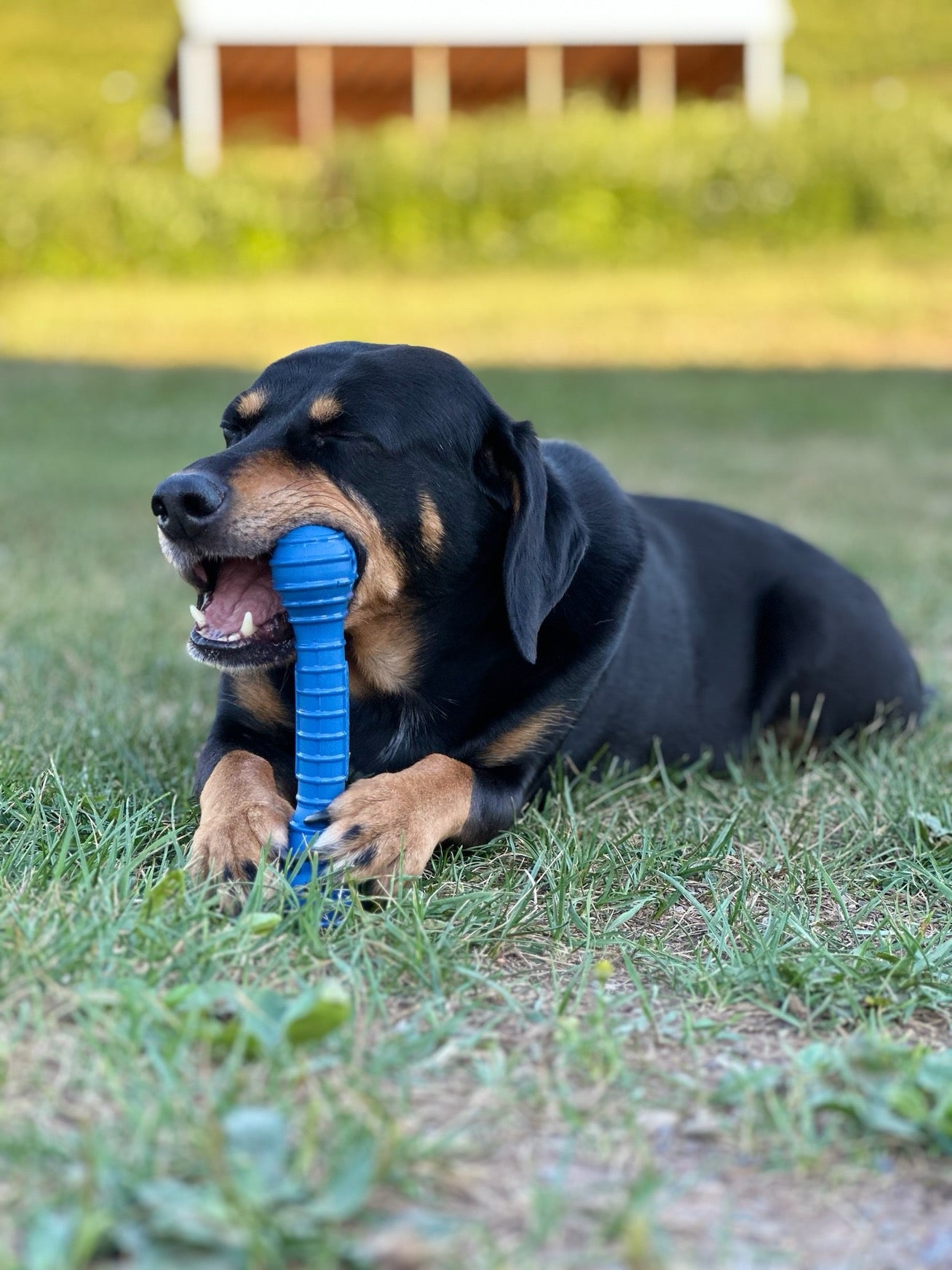 The Chompi Bone - The Perfect Bungee & ShockStrap Tie Downs