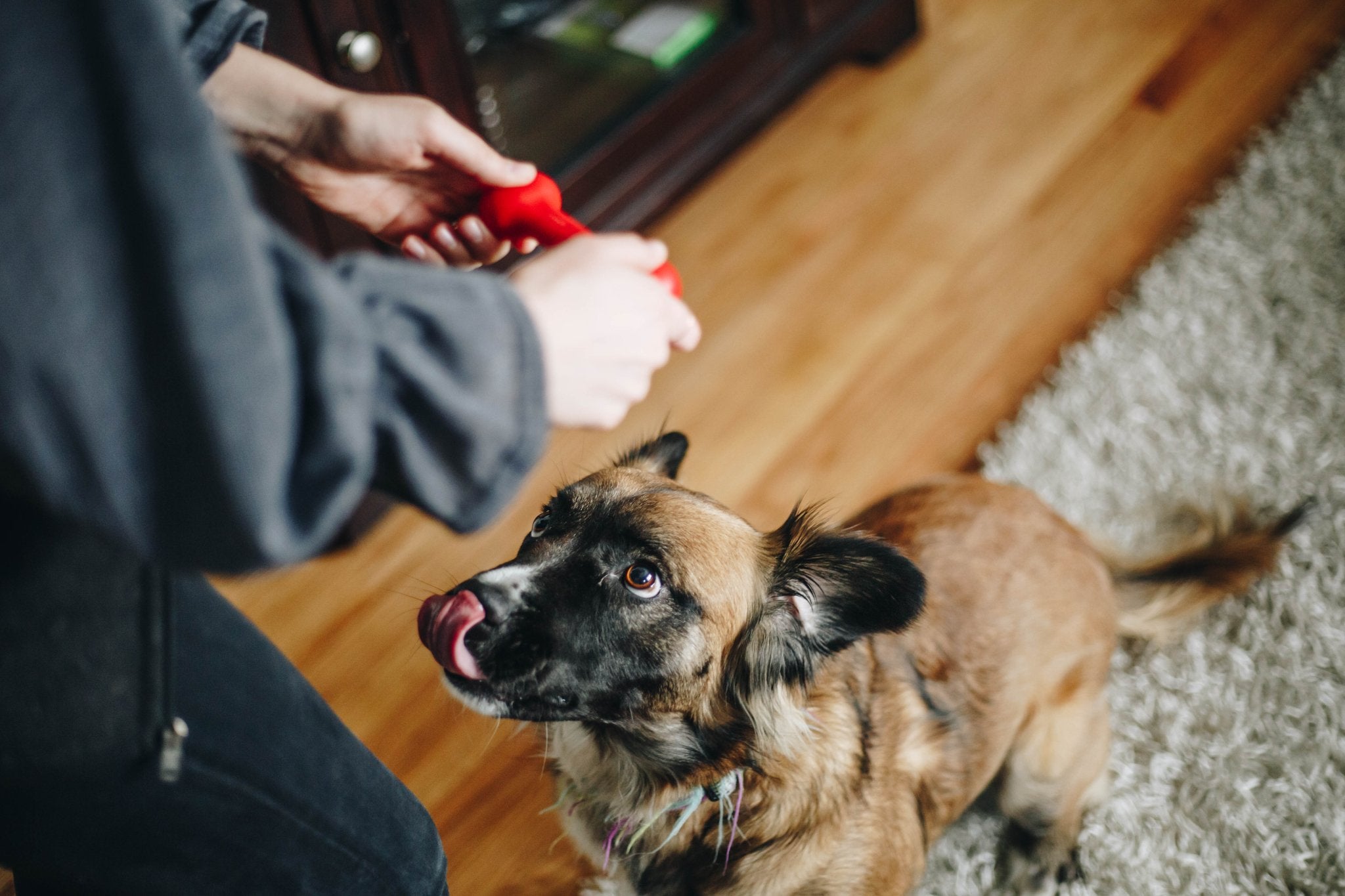 The Little Bone - The Perfect Bungee & ShockStrap Tie Downs