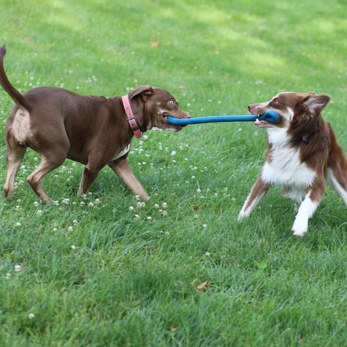 The Perfect Tug Toy - The Perfect Bungee & ShockStrap Tie Downs