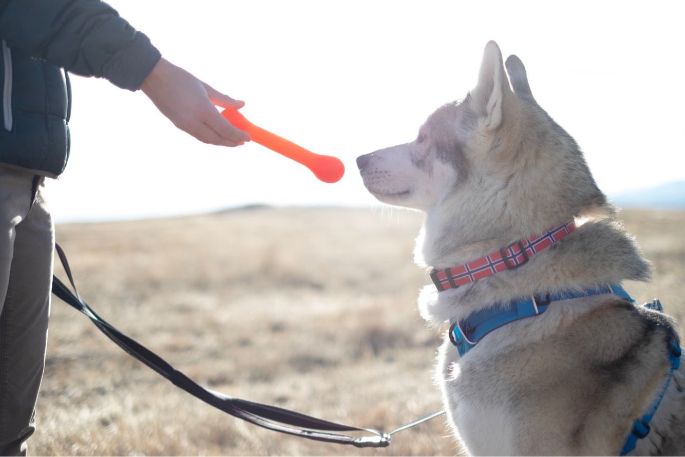 The Treat Bone - The Perfect Bungee & ShockStrap Tie Downs