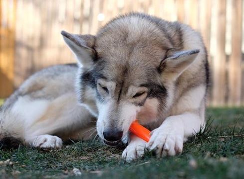 The Treat Bone - The Perfect Bungee & ShockStrap Tie Downs