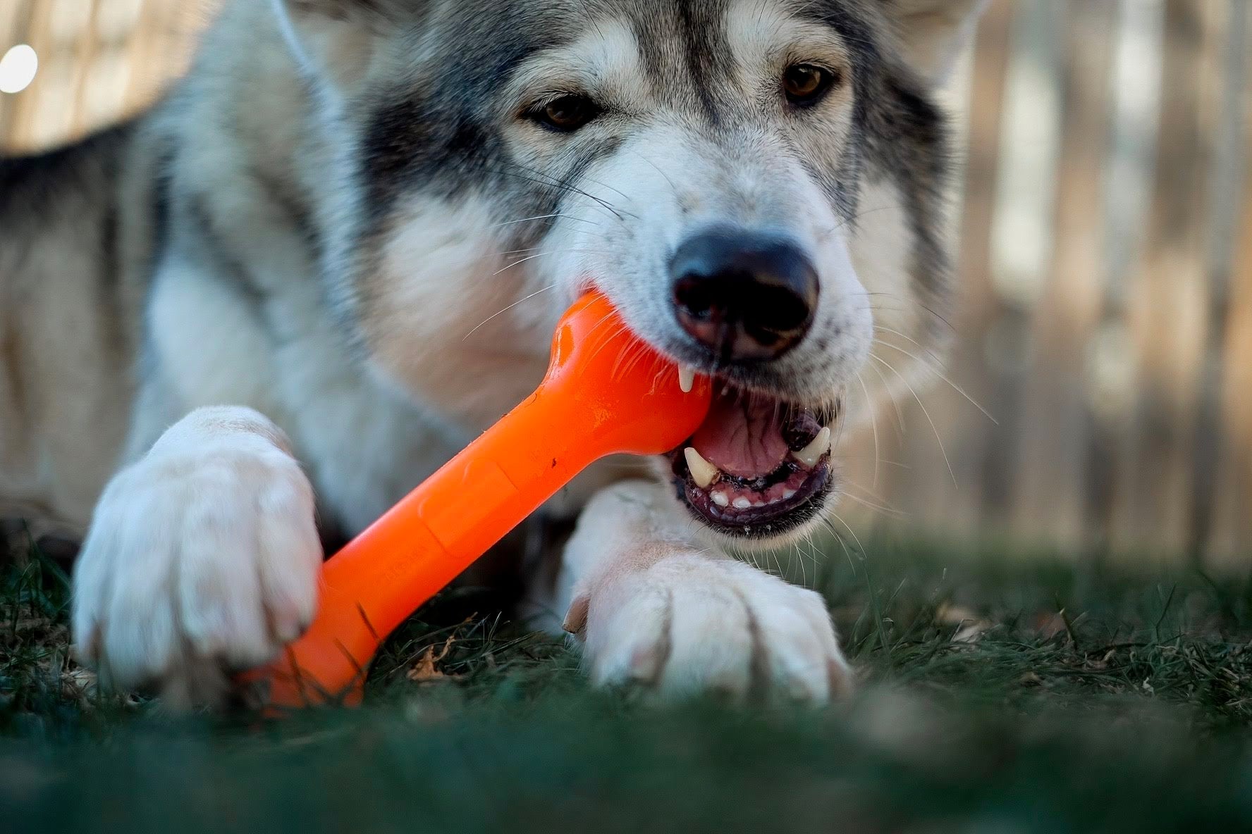 The Treat Bone - The Perfect Bungee & ShockStrap Tie Downs