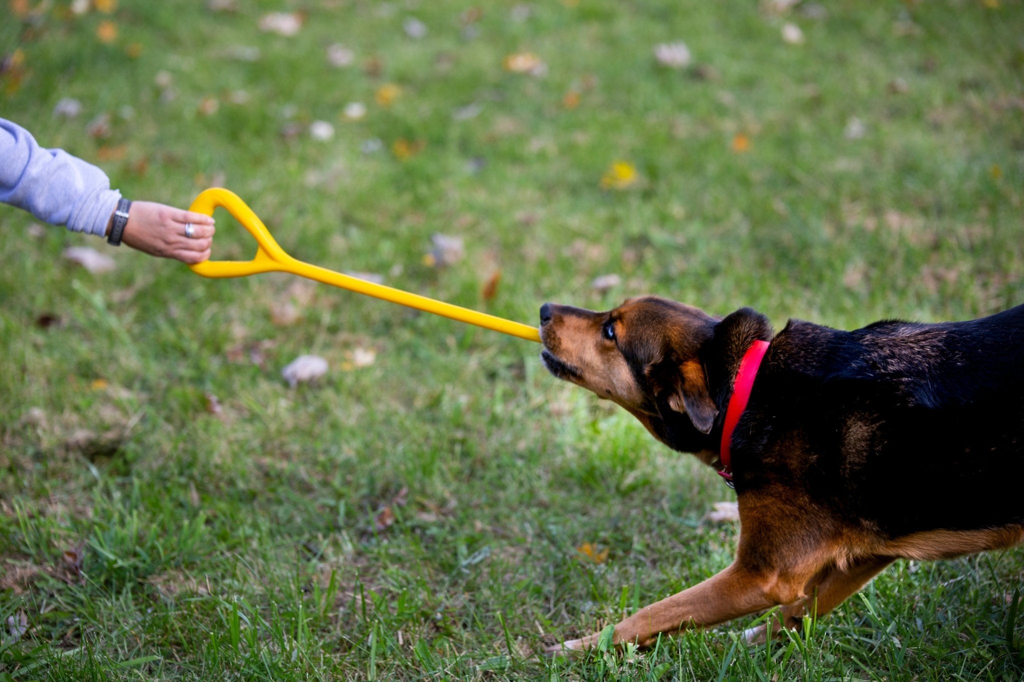 The Ultimate Tug Toy - The Perfect Bungee & ShockStrap Tie Downs