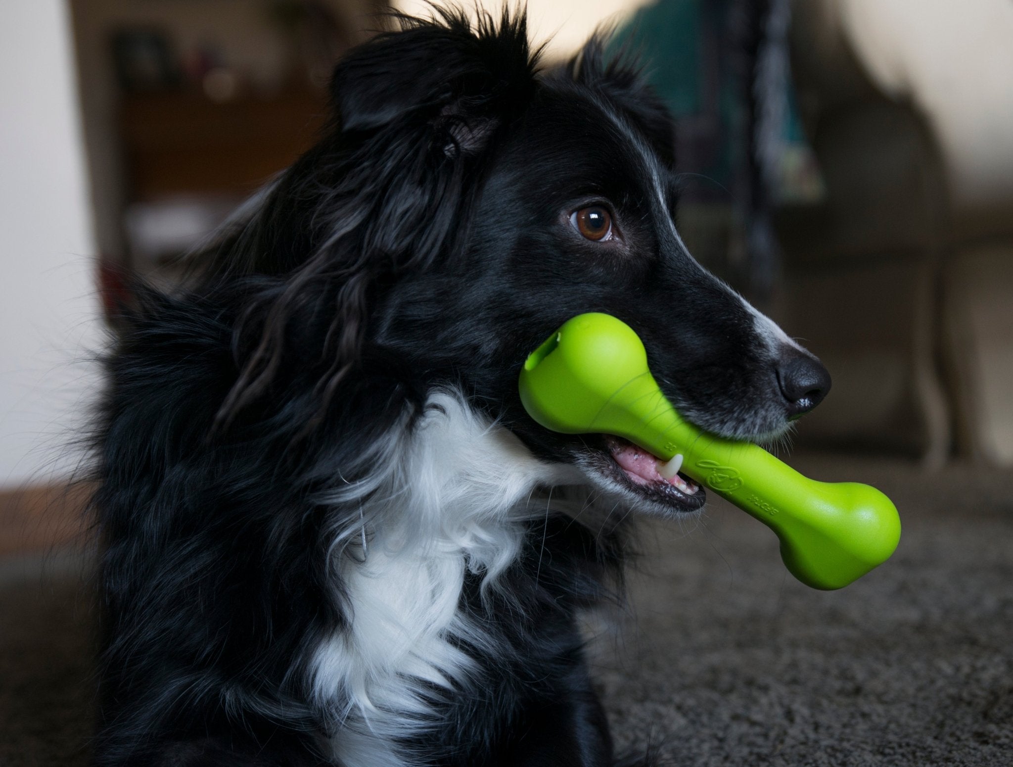 The Treat Bone - The Perfect Bungee & ShockStrap Tie Downs